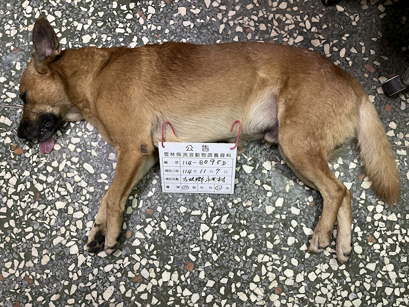 雲林縣流浪動物收容所,編號:430483, 混種犬          