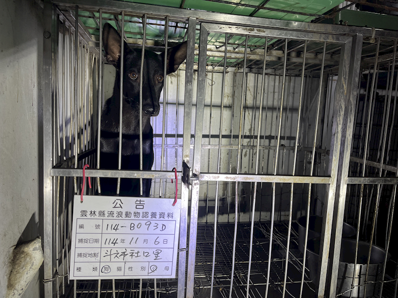 雲林縣流浪動物收容所,編號:430481, 混種犬          