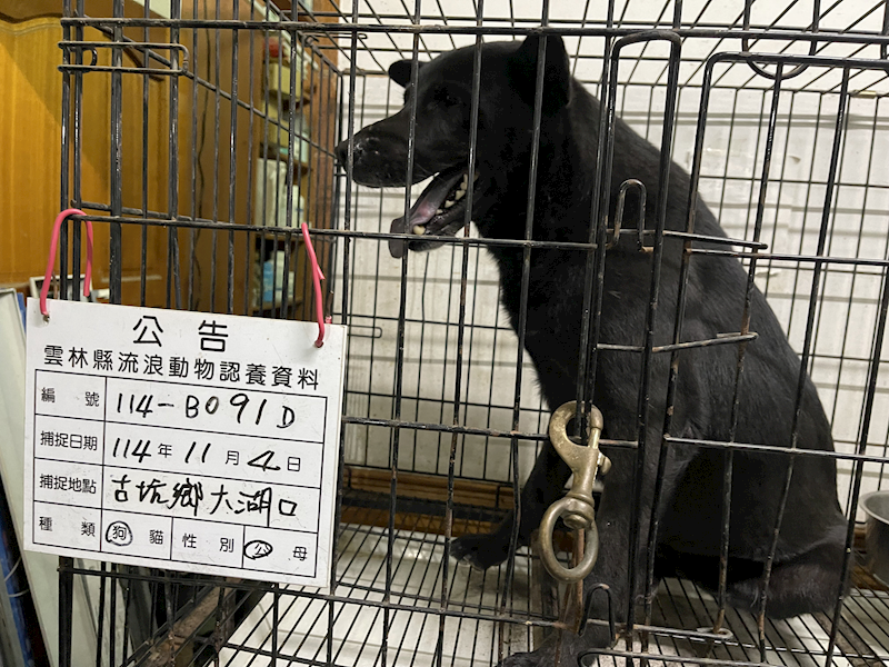 雲林縣流浪動物收容所,編號:430479, 混種犬          