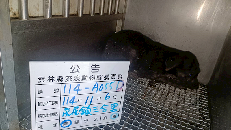 雲林縣流浪動物收容所,編號:430478, 混種犬          