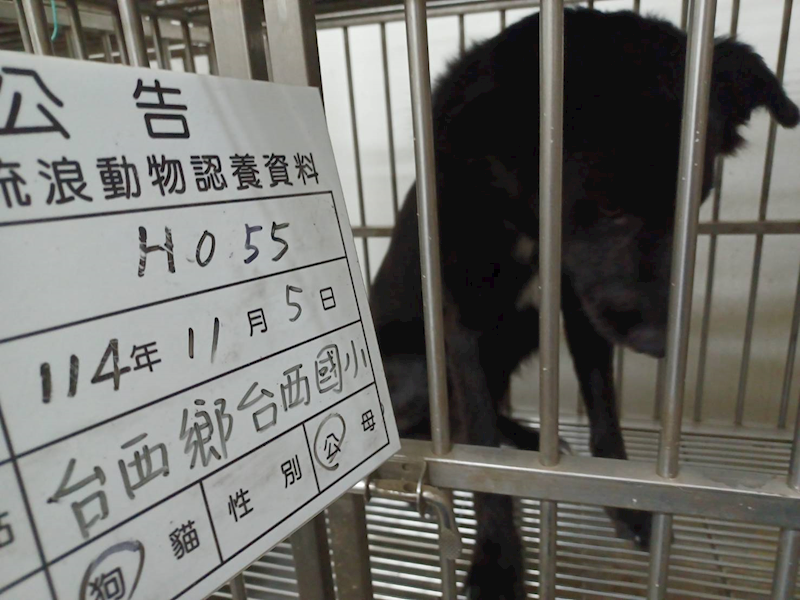 雲林縣流浪動物收容所,編號:430484, 混種犬          