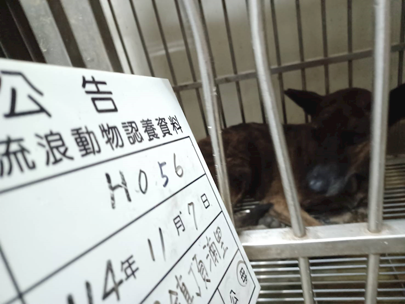 雲林縣流浪動物收容所,編號:430485, 混種犬          