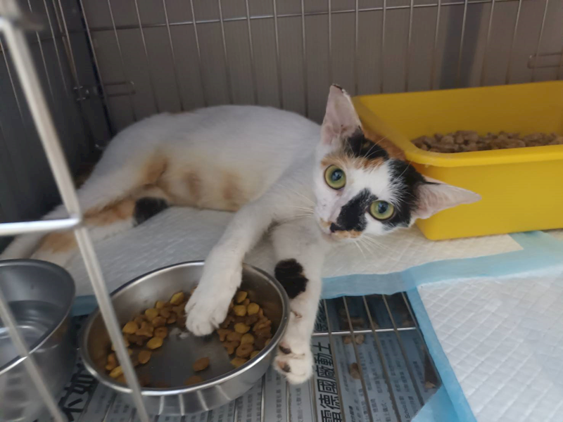 新北市板橋區公立動物之家,編號:420077, 混種貓                 