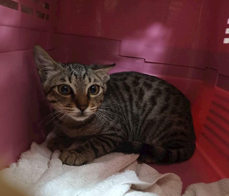 新北市板橋區公立動物之家,編號:430163, 混種貓                 