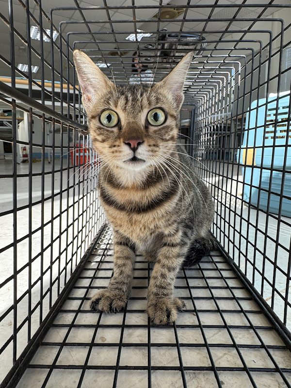 苗栗縣動物保護教育園區,編號:430770, 混種貓                 