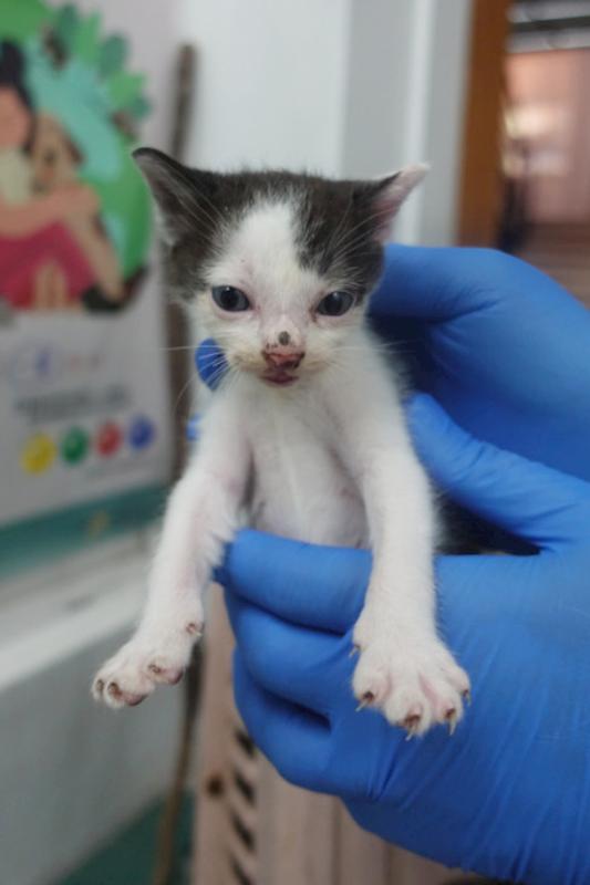 宜蘭縣流浪動物中途之家,編號:430766, 混種貓                 