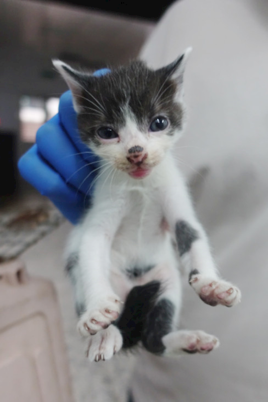 宜蘭縣流浪動物中途之家,編號:430763, 混種貓                 