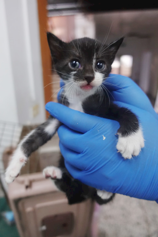 宜蘭縣流浪動物中途之家,編號:430756, 混種貓                 