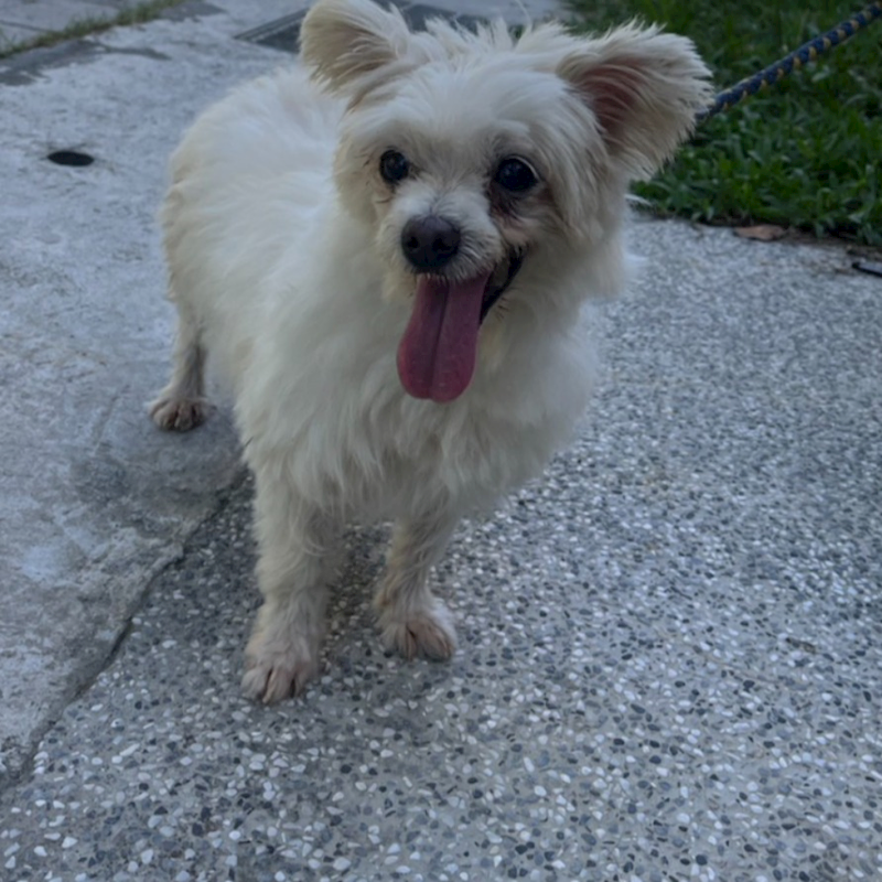 新北市瑞芳區公立動物之家,編號:424922, 瑪爾濟斯犬           