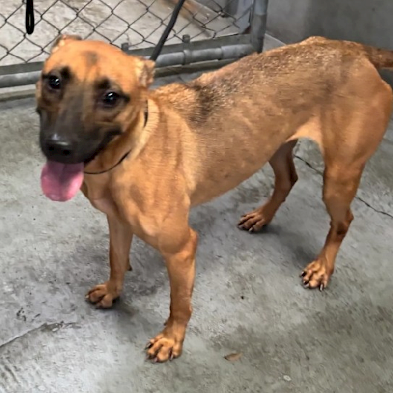 新北市五股區公立動物之家,編號:430739, 混種犬          