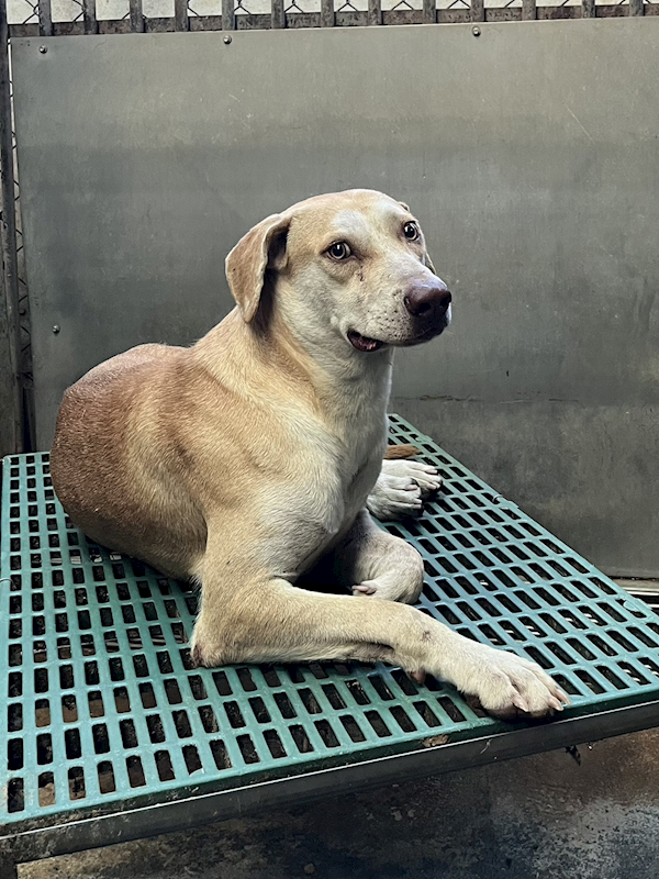 彰化縣流浪狗中途之家,編號:429760, 混種犬          