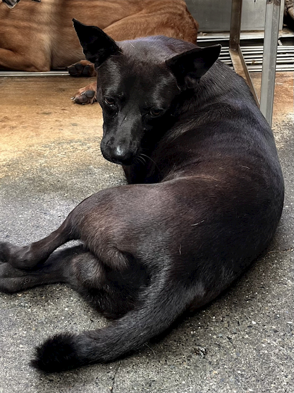 彰化縣流浪狗中途之家,編號:429318, 混種犬          