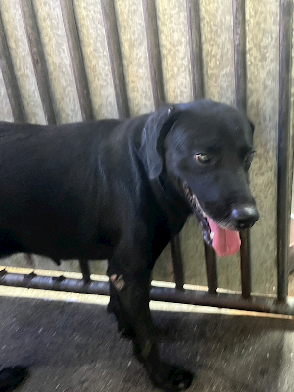 彰化縣流浪狗中途之家,編號:429673, 混種犬          