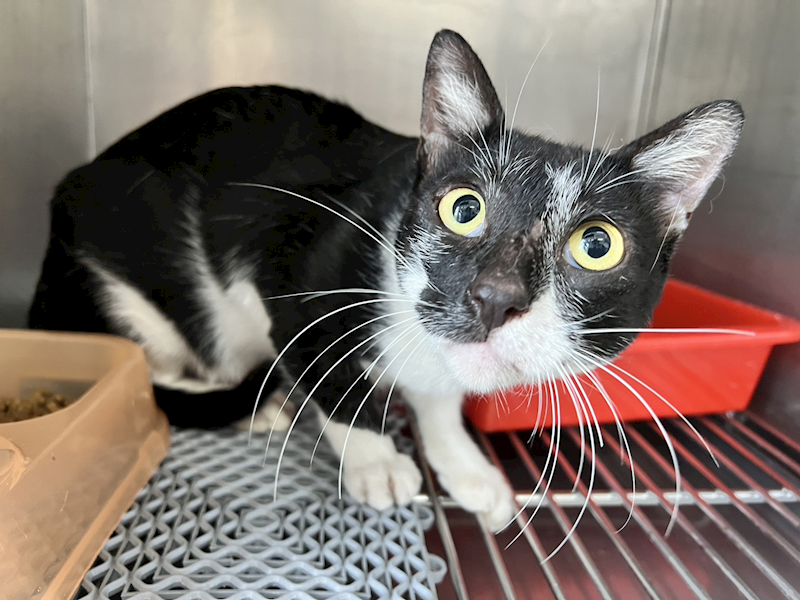 桃園市動物保護教育園區,編號:418545, 混種貓                 