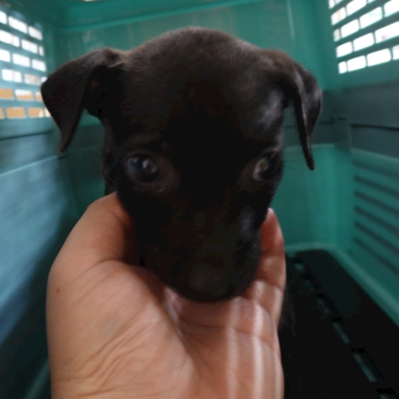 臺南市動物之家灣裡站,編號:427055, 混種犬          