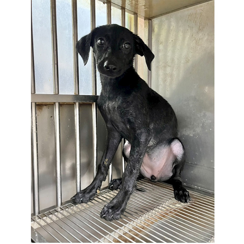 彰化縣流浪狗中途之家,編號:415786, 混種犬          