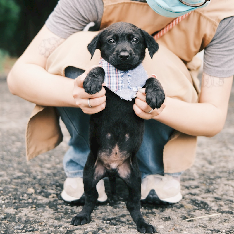彰化縣流浪狗中途之家,編號:415787, 混種犬          