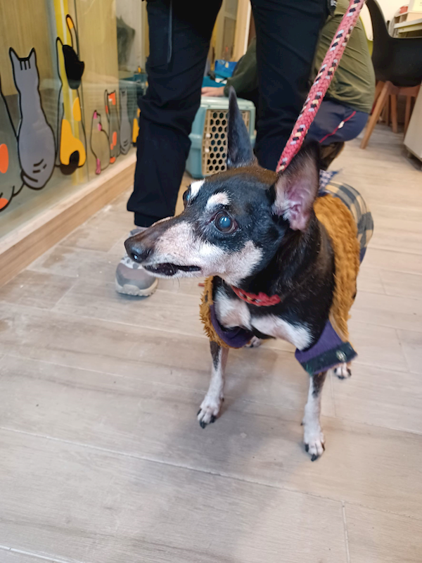 新北市中和區公立動物之家,編號:427246, 迷你品(迷你杜賓)
