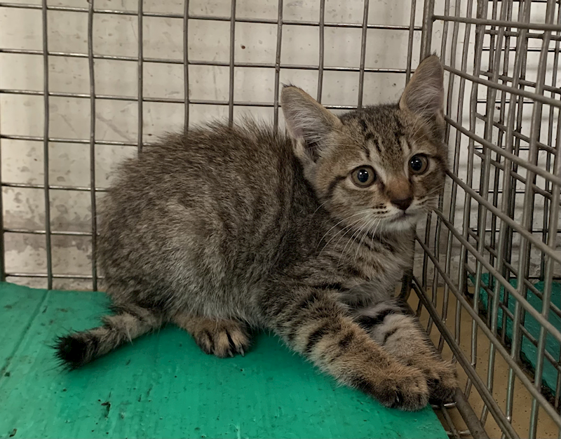 臺北市動物之家,編號:429406, 混種貓                 