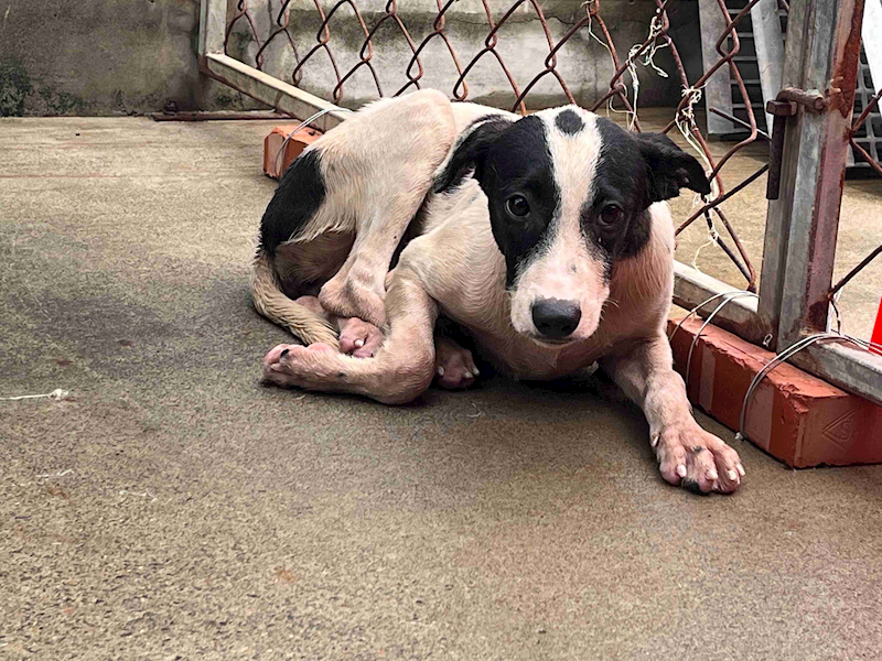 桃園市動物保護教育園區,編號:373143, 混種犬          