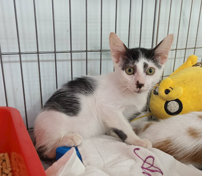 新北市板橋區公立動物之家,編號:421756, 混種貓                 