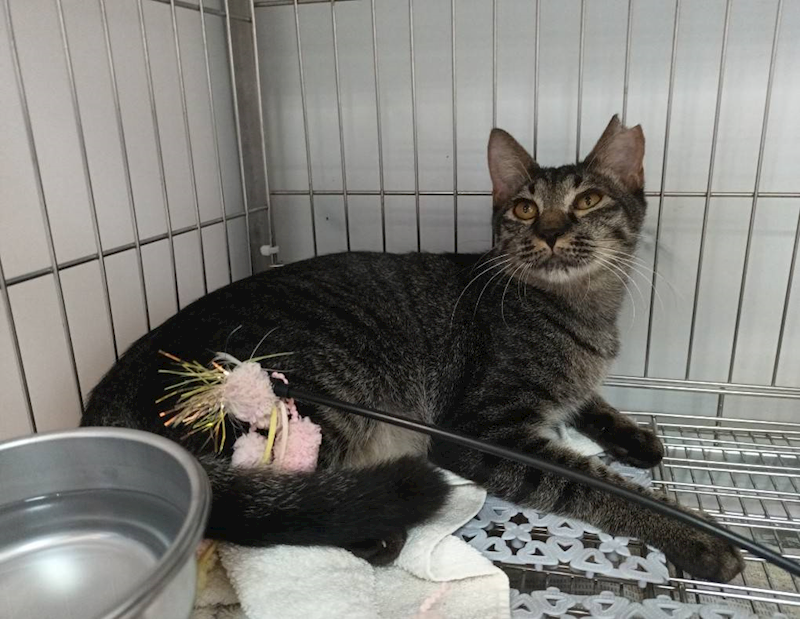 新北市板橋區公立動物之家,編號:430919, 混種貓                 