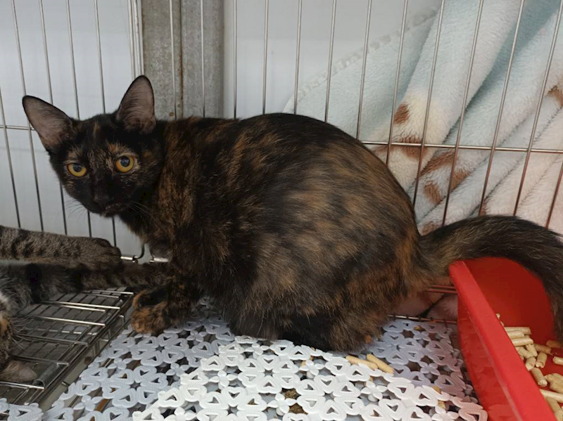 新北市板橋區公立動物之家,編號:430918, 混種貓                 