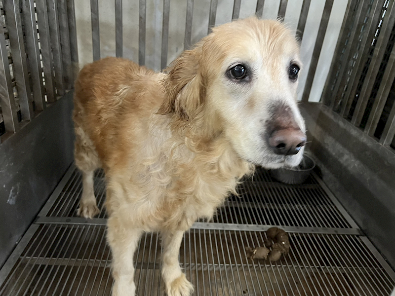 桃園市動物保護教育園區,編號:396277, 混種犬          