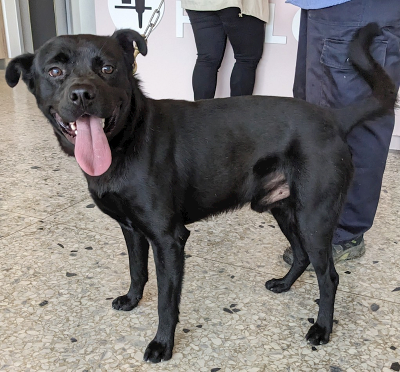 花蓮縣狗貓躍動園區,編號:357256, 混種犬          