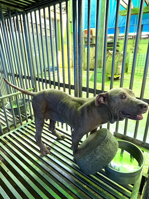 彰化縣流浪狗中途之家,編號:414159, 混種犬          