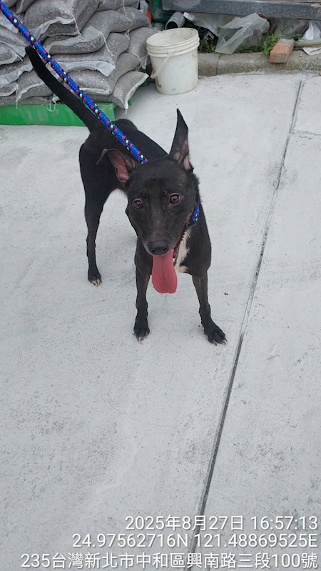 新北市中和區公立動物之家,編號:425634, 混種犬          