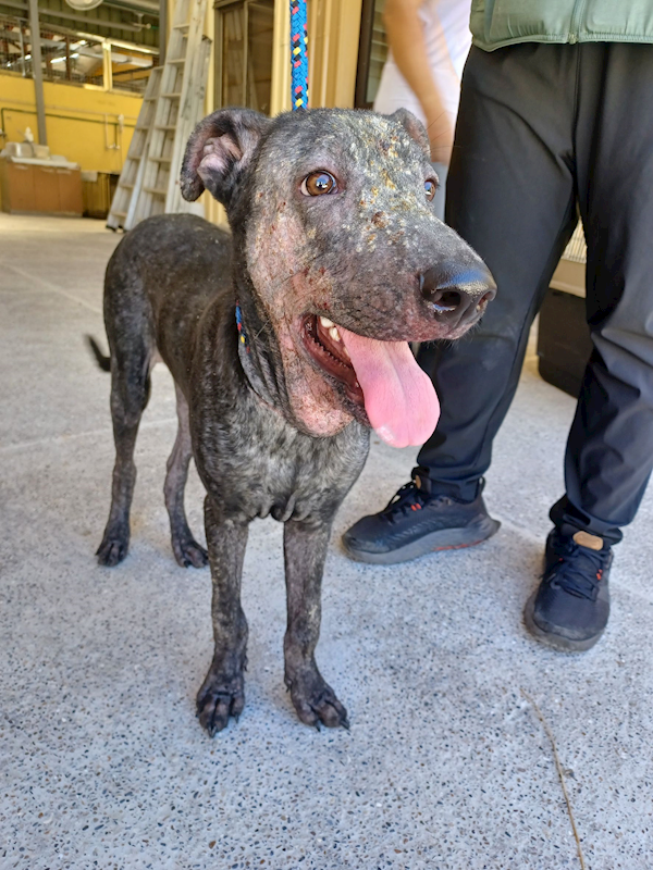 新北市中和區公立動物之家,編號:424361, 混種犬          