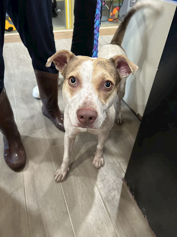 新北市中和區公立動物之家,編號:419750, 混種犬          