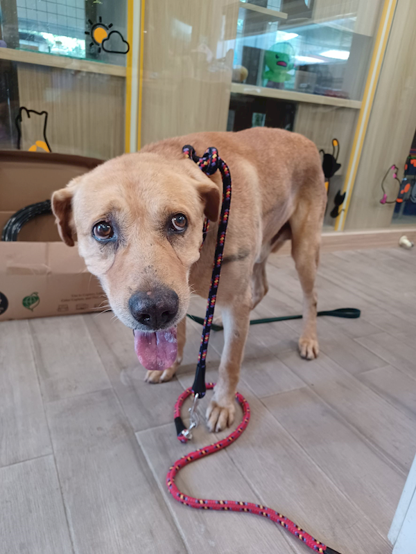 新北市中和區公立動物之家,編號:416346, 拉不拉多犬