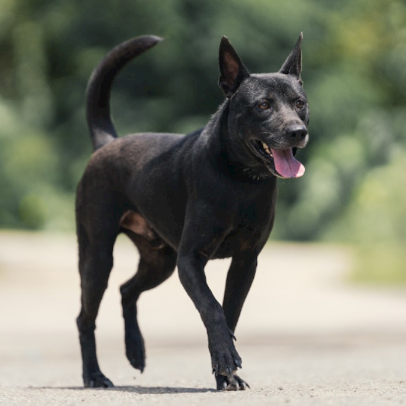 新北市中和區公立動物之家,編號:405082, 混種犬          