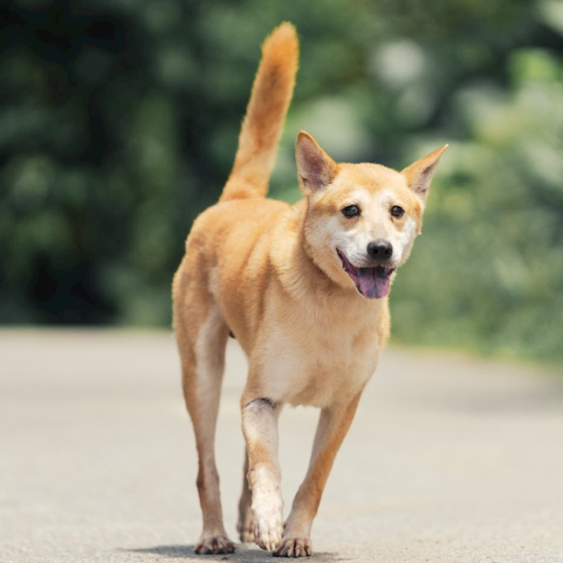 新北市中和區公立動物之家,編號:399621, 混種犬          