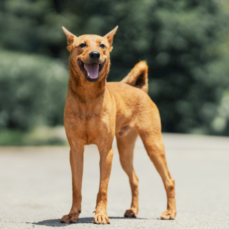 新北市中和區公立動物之家,編號:398412, 混種犬          