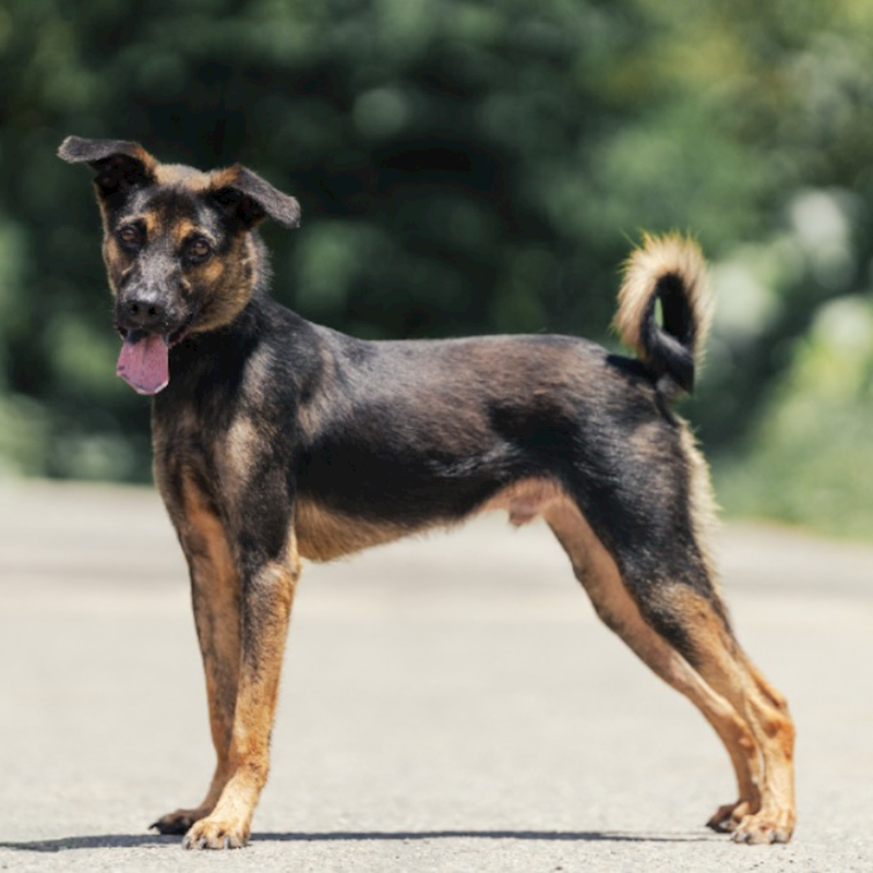 新北市中和區公立動物之家,編號:392105, 混種犬          