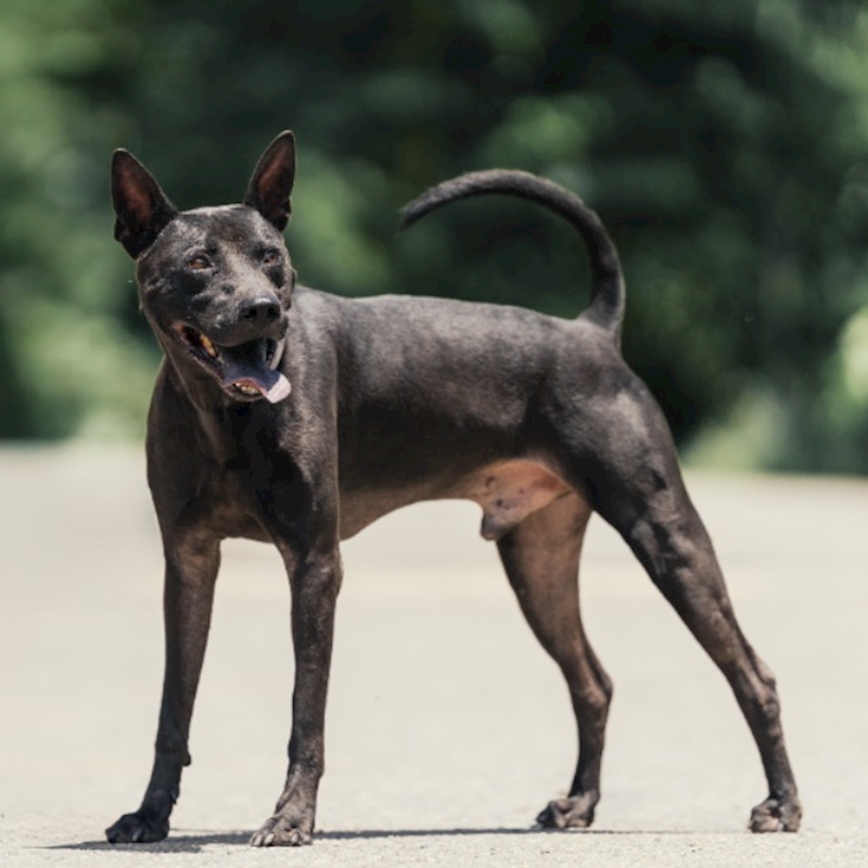 新北市中和區公立動物之家,編號:384664, 台灣犬