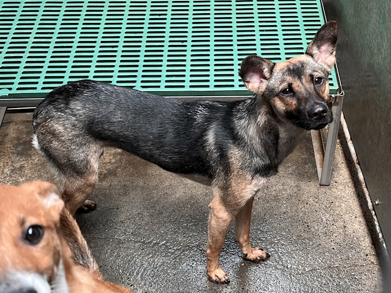 彰化縣流浪狗中途之家,編號:305509, 混種犬          