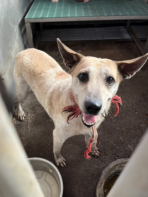 彰化縣流浪狗中途之家,編號:418485, 混種犬          