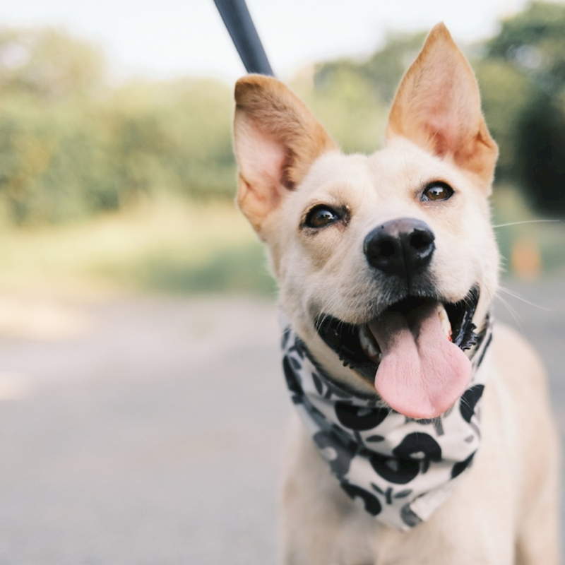 彰化縣流浪狗中途之家,編號:420929, 混種犬          