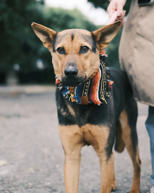 彰化縣流浪狗中途之家,編號:389074, 混種犬          