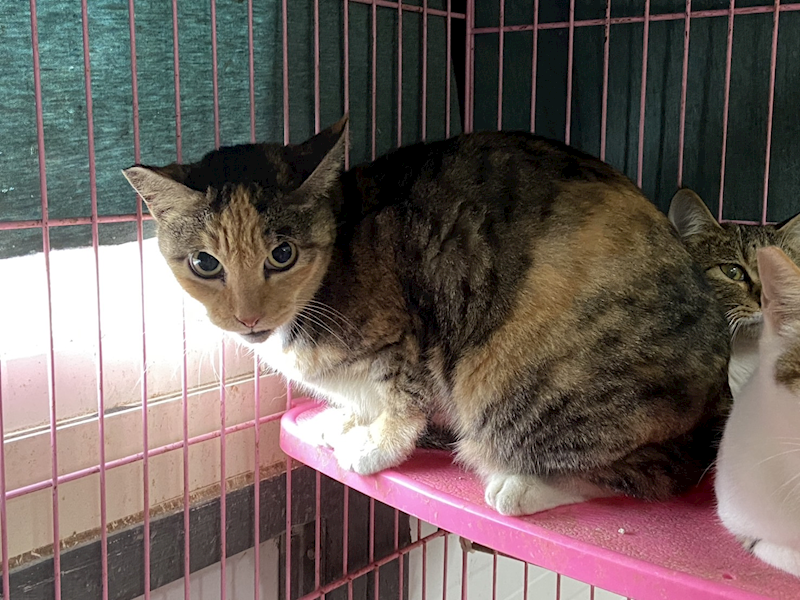 臺北市動物之家,編號:387114, 混種貓                 