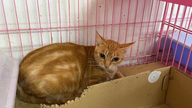 臺北市動物之家,編號:385032, 混種貓                 