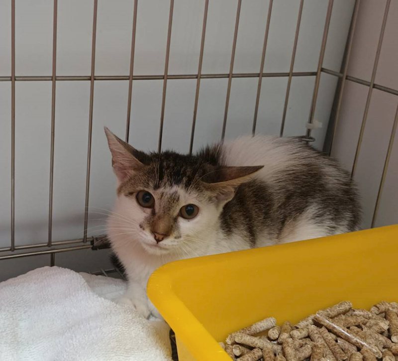 新北市板橋區公立動物之家,編號:426850, 混種貓                 