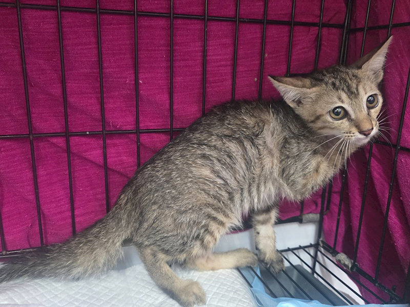 臺北市動物之家,編號:425828, 混種貓                 