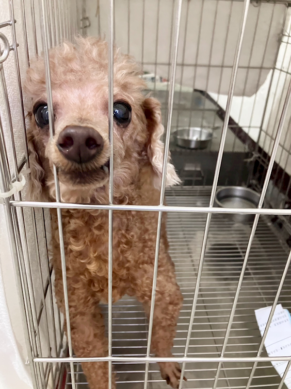 新北市新店區公立動物之家,編號:431068, 迷你貴賓犬