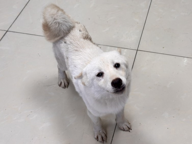 高雄市壽山動物保護教育園區,編號:431056, 混種犬          