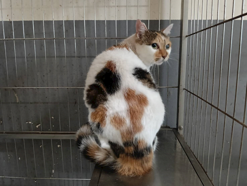 新竹市動物保護教育園區,編號:431060, 混種貓                 